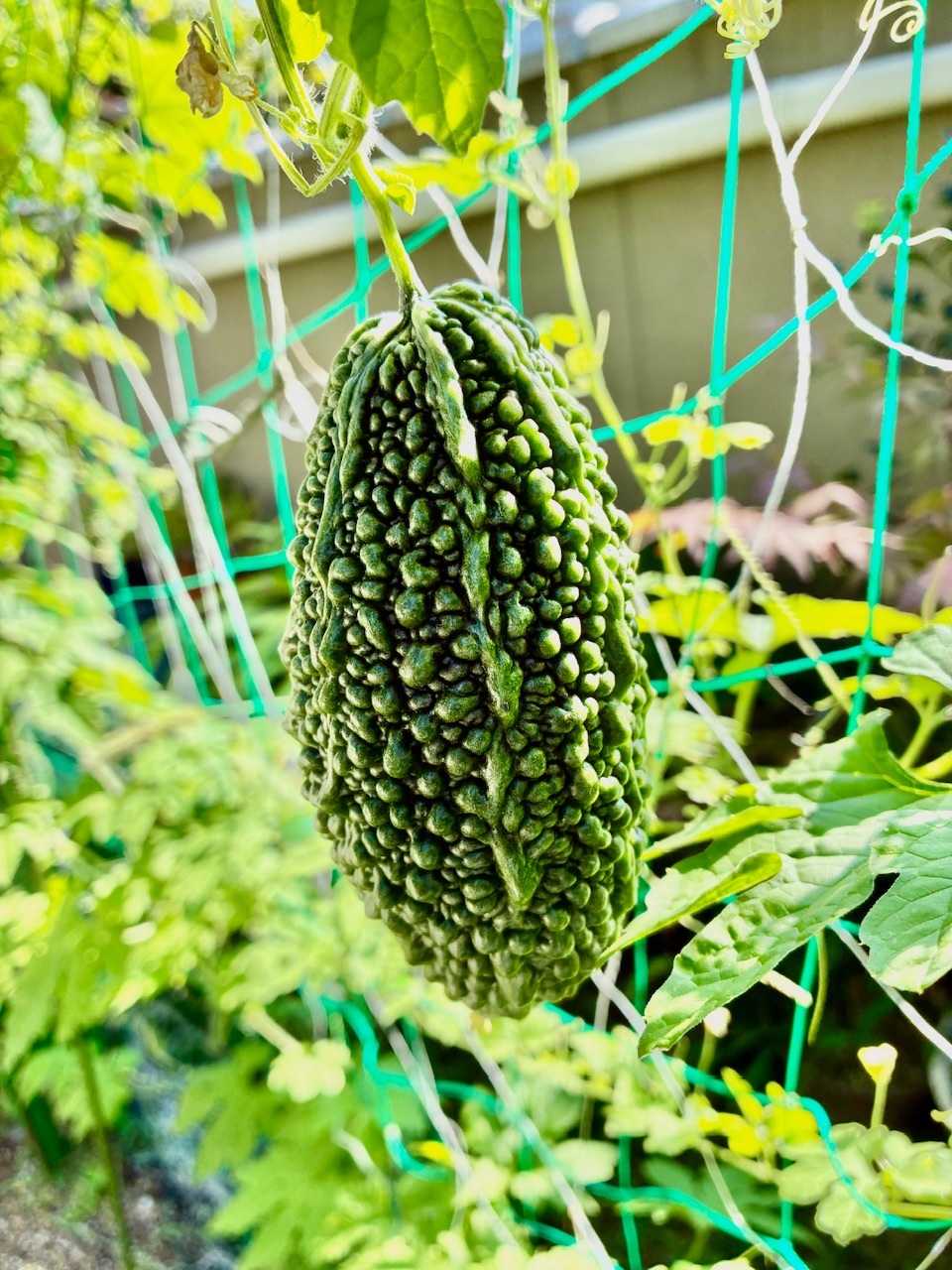 気候、季節への適応